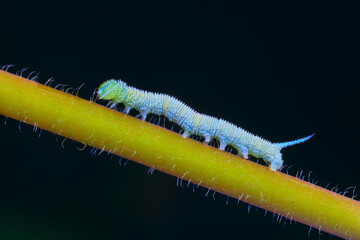 Lepidoptera larvae in the wild, North China