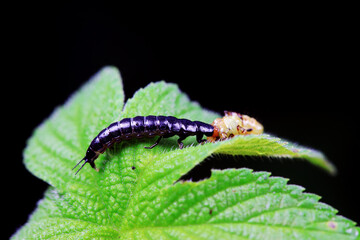 Carabidae insects in natural state, North China