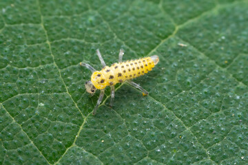 Ladybugs on wild plants, North China