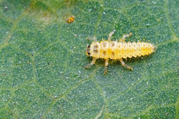 Ladybugs on wild plants, North China