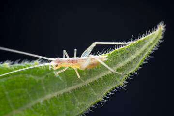 Tree cricket on wild plants, North China