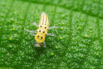Ladybugs on wild plants, North China