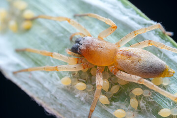 Spiders in the wild, North China
