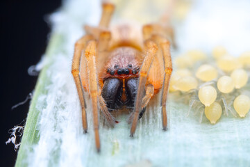 Spiders in the wild, North China