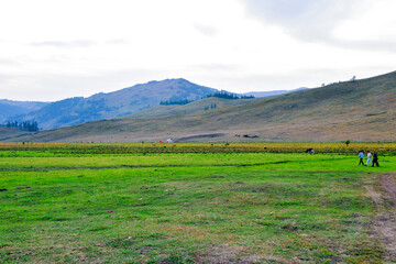 Grassland and pasture scenery, Xinjiang, China