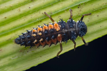 Ladybugs on wild plants, North China