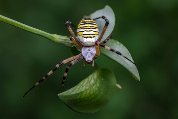 Spiders in the wild, North China