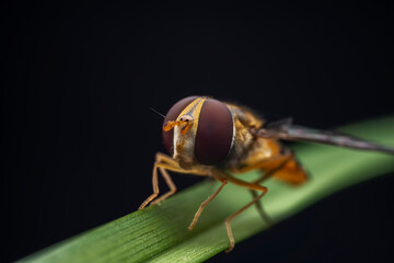 Aphid eating flies in the wild, North China