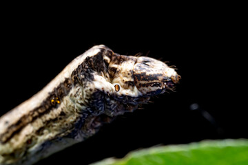 Lepidoptera larva inchworm in the wild, North China