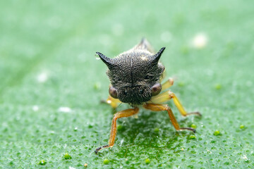 Leaf cicada on wild plants, North China