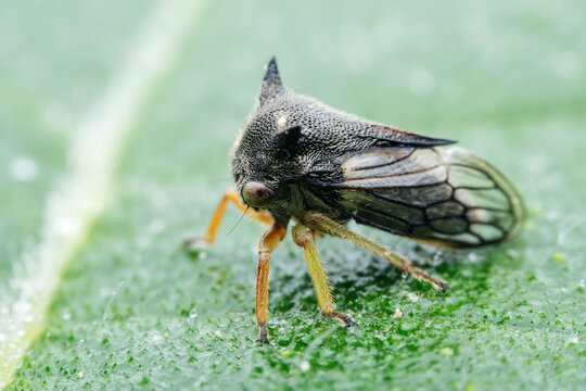 Leaf cicada on wild plants, North China