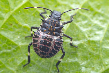 Hemiptera bugs in the wild, North China