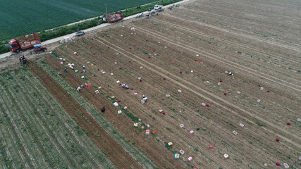 Farmers harvest sweet potatoes in the fields in North China