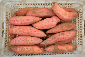 The bumper harvest of sweet potato is in the North China Plain