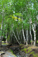 Beautiful birch forest and grassland scenery