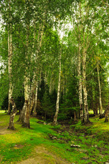 Beautiful birch forest and grassland scenery