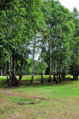 Beautiful birch forest and grassland scenery