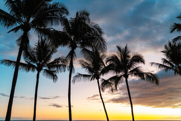 Fototapeta na wymiar The palm trees at sunset in Big Island