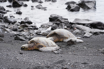 The turtles on the black sand beach in Big Island, Hawaii