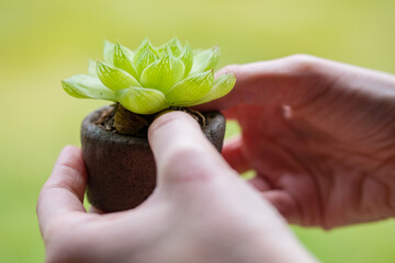 Female hand holding a Succulent plant 