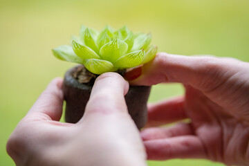 Female hand holding a Succulent plant 