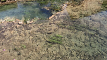 Transparent clear water in the river in the Krka National Park, a school of fish swims under water on a sunny summer day. Krka National Park