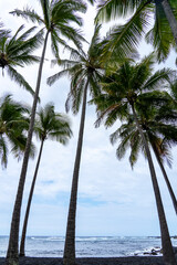 The group of palm trees against the blue sky 