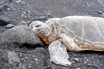 The turtles on the black sand beach in Big Island, Hawaii