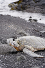 The turtles on the black sand beach in Big Island, Hawaii
