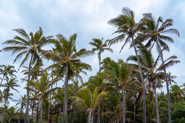 The group of palm trees against the blue sky 
