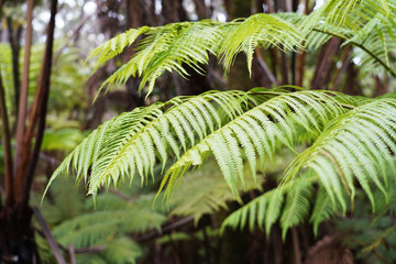 closeup of the fern leaf
