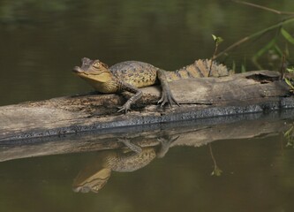 lizard on the stone