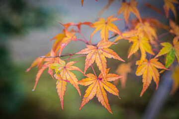 Naklejka na ściany i meble Detail of Japanese maple tree leaves with orange and red colors of fall in soft light.