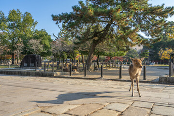 Naklejka premium 奈良公園