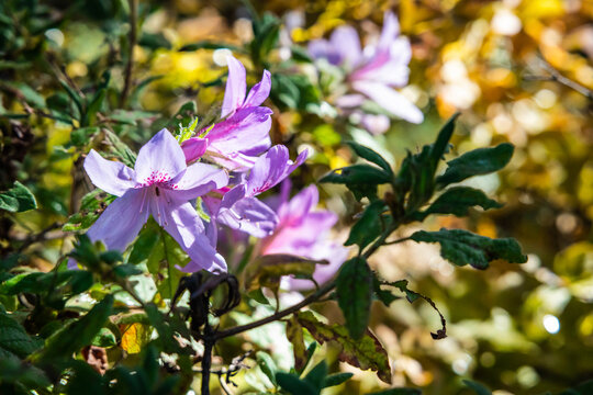 Close up image of purple flowers with a blurred out green nature background and sunlight.
