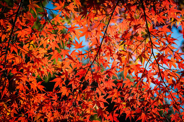 The brilliant colors of fall in Japan with sunlight on the grounds of the Tenryu-ji Temple.