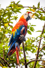 Vivid portrait of wild macaw ara red parrot on tree