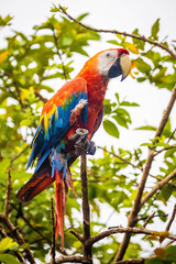 Vivid portrait of wild macaw ara red parrot on tree