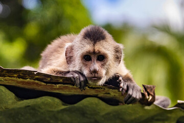 Naklejka premium Cute portrait of curious capuchin wild monkey looking at the camera