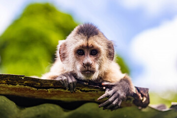 Fototapeta premium Cute portrait of curious capuchin wild monkey looking at the camera