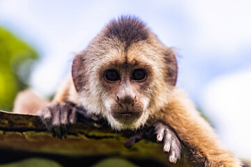 Cute portrait of curious capuchin wild monkey looking at the camera