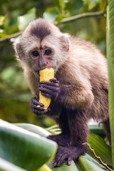 Cute portrait of capuchin wild monkey eating banana