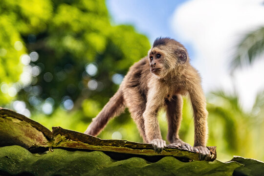Cute capuchin wild monkey on the roof
