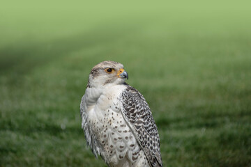 White falcon or gyrfalcon bird of prey, green grass in the background