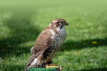 White falcon or gyrfalcon bird of prey, green grass in the background