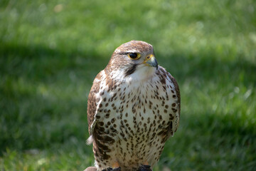 White falcon or gyrfalcon bird of prey, green grass in the background