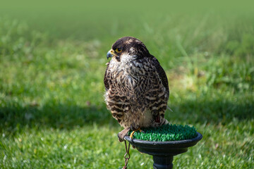 White falcon or gyrfalcon bird of prey, green grass in the background