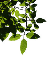 Green tree branch isolated on white background