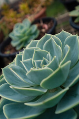 Obraz premium Succulent Plant