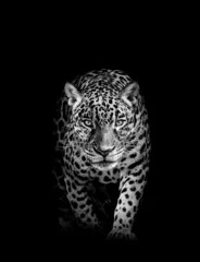 Türaufkleber Leopard Afrikanische Leopardenwildtiere, Tier isoliert